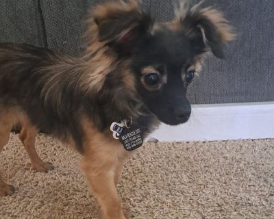 Beau - Chihuahua & Miniature Poodle Mix Male Puppy for Adoption