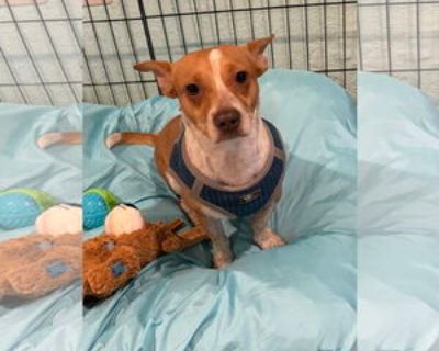 * Location Royal Palm Beach, FL, 33411 USA USA *. Dog Breed: Chihuahua / Mixed. Mason is a sweet boy. He takes time to trust a person. He can not be put in a kennel. He gets along with little dogs. Adults only home would be best. He may bite if his back is rubbed. He can not wear a harness. Mason needs a fenced backyard. He has puppy energy. If he escapes out of the house, he is a runner and is...
