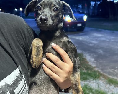 Luke - Terrier Mix Male Dog for Adoption