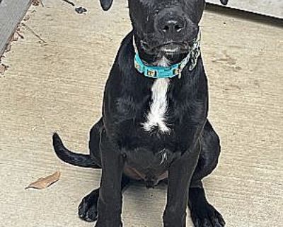 Cypress - Labrador Retriever Male Puppy for Adoption