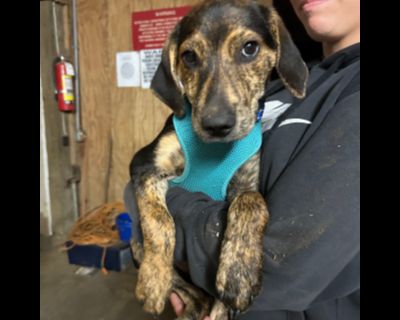 Alfie - Plott Hound & Labrador Retriever Mix Male Puppy for Adoption