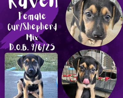 Out-of-town pets are cared for by non-local organizations who can make arrangements for the pet to be transported to your area. Learn More. Puppy Female Medium Black , Yellow / Tan / Blond / Fawn