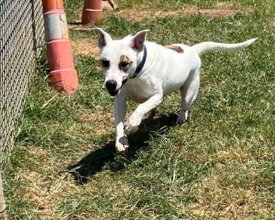 TiTo - Labrador Retriever & Terrier Mix Male Dog for Adoption