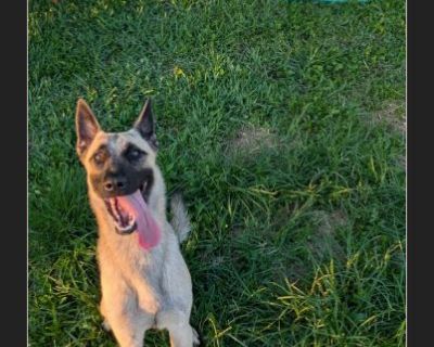 Max - Male Puppy Belgian Malinois / German Shepherd for Adoption