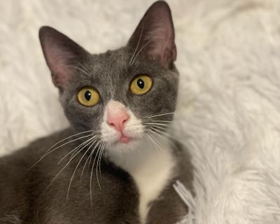 PLEASE READ ENTIRE LISTING We transport kittens from South Florida. There is an epidemic of cat overpopulation in South Florida. Tens of thousands of cats & kittens suffer needlessly & need a home. We transport & adopt kittens & cats that have no chance in South Florida. Please note - we are the only legal Florida rescue importer in the state of Mass. We have 3 professional transporters deliver...