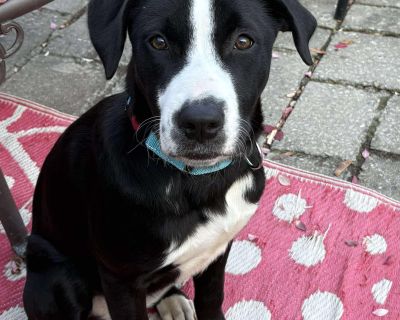 Sable - Mixed Breed Female Puppy for Adoption