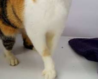 Cate - Domestic Shorthair Female Cat for Adoption