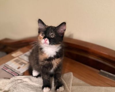 Female 10 weeks kitty ready for new home .She training for litter box , eat wet and dry food