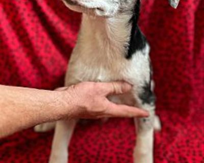 OSCAR, - Australian Shepherd Male Puppy for Adoption