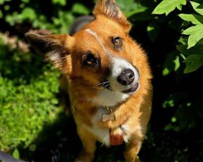 Cooper - Corgi/Border Collie Mix Male Dog for Adoption