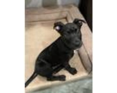 Adopt Liz a Pit Bull Terrier, Black Labrador Retriever