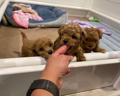 Tiny toy/ teacup poodle boys