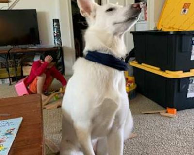 Yeli - German Shepherd Dog Female Dog for Adoption