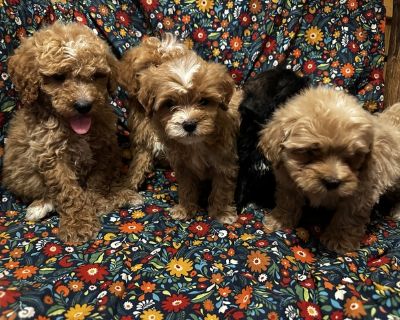 Will make the perfect lapdog! Hypoallergenic and excellent temperament! Excellent with people of all ages ! They come all up to date on shots and deworming one year health guarantee and a welcome home puppy bag! Please call or text 785-243-5381