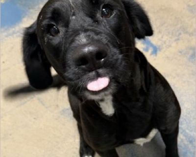 58810359 avail 7/3 - American Staffordshire Terrier mix Female Puppy