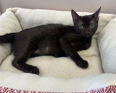 Thumbalina - Domestic Shorthair Female Cat for Adoption