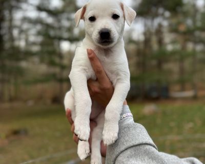 Introducing the Gilmore Girls Litter! These adorable mixed breed puppies were born on September 25, 2025 to their sweet Mama, Loralei. From day one, they ve been surrounded by love, care, and plenty of human interaction, making them social, confident, and ready to join a family. Their mom is a mid-sized sweetheart (about 40 pounds) who looks like a hound or feist mix. Dad is unknown, though a f...