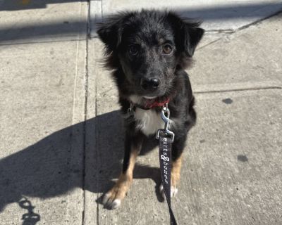 Is it sweet-teat-o'clock? We have just the thing - adoptable Gelato! Gelato is sweet treat disguised as a 4-month-old pup. At only 4-months, he's already nailing all the good boy skills! He enjoys walks but also does well in his crate. Gelato's foster loves his morning greetings, eager to have a great day together! If you're looking for an equally cuddly and playful puppy, it's time for Gelato!...