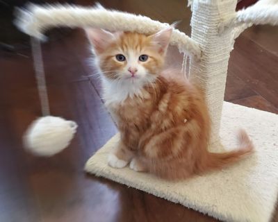 Meet Enzo Furrari, a Petstablished American Shorthair Cat