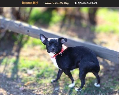 Diego - Male Puppy Chihuahua mix for Adoption