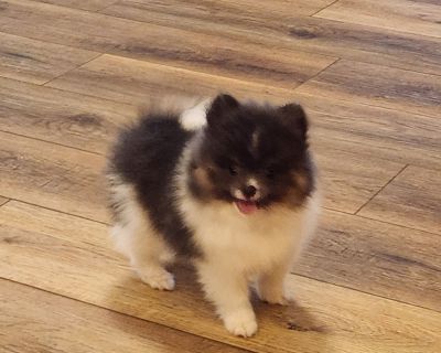 2 Male and 1 Female Pomeranian Puppies for Sale