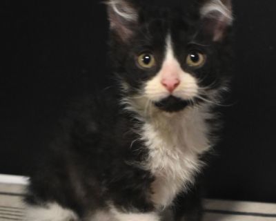 sib:hawk, harmonyMeet Goose, the ultimate lap kitty with a fluffy, curly coat! Goose is always the first one to the food bowl and the last one to walk away-he takes mealtime very seriously. He gets along wonderfully with the other cats in his foster home and is happiest when he's soaking up belly rubs or batting his toys around like a tiny soccer star. Goose is playful, sweet, and loves being p...
