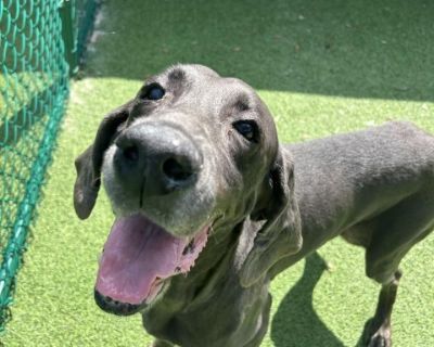 Sir aka Samm Elliot - Weimaraner Male Dog for Adoption