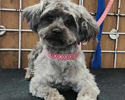 Sarah - Maltese Female Dog for Adoption