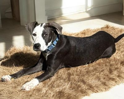 Meet Sylphiette, a 5 month-old girl, weighing around 35 lbs, with the gentlest soul and the saddest past Sylphiette and her three siblings were found all alone cold, starving, and scared wandering the streets with no mom in sight. Just tiny babies, searching for food, safety, and someone to show them kindness. They had no one until now. Sylphiette is the sweetest little pup you ll ever meet. Sy...