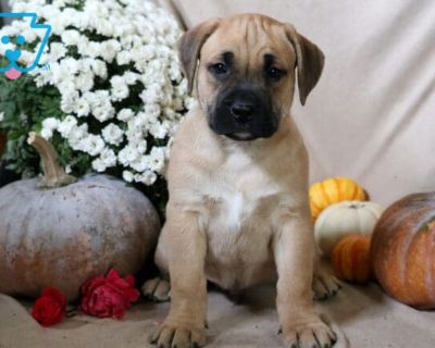 Blake - Male Boxador Puppy for Sale