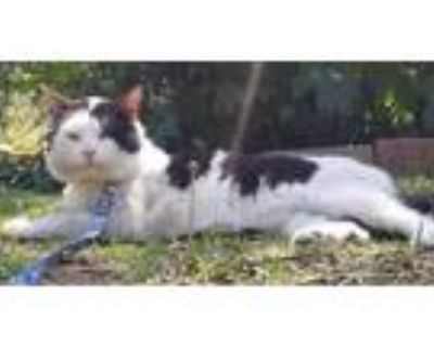 Adopt Kitteon a Black & White or Tuxedo Domestic Mediumhair (medium coat) cat in