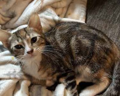 Rocky is spunky and loves to play and has the funniest little squeaky meow!. Good with kids Good with dogs Good with cats Housetrained. Breed American Shorthair Color Brown Tabby Age Kitten Sex Female Pet ID 7816836 Hair Length short