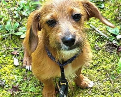 Pup-Pup - Terrier (Unknown Type, Medium)/Dachshund Mix Male Dog for Adoption