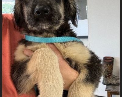 Meet the beautiful Onyx! This sweet girl is one of Olivia's pups, born on June 5, 2025. She is a delightful Poodle/Shepherd mix currently weighing thirty-four pounds. Onyx will require spaying under a Foster-to-Adopt agreement. This means that TRACS and the adopters are considered co-owners until the spay surgery is successfully completed. Adopting families must submit a refundable spay deposit...