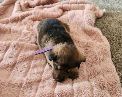 1 Male and 6 Female German Shepherd Dog Puppies for Sale