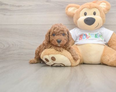 DOB: 10/14/2025. Available: 12/19. Weight: 2lb 8oz @ 5 weeks. Vet inspection: (inspected at 8 wks). Vaccinations: Up-To-Date On All Shots