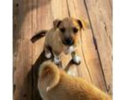 Dog for adoption - EVA, a Border Terrier & Jack Russell Terrier Mix in Pico  Rivera, CA