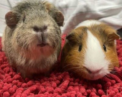 Bijou - Guinea Pig Female for Adoption