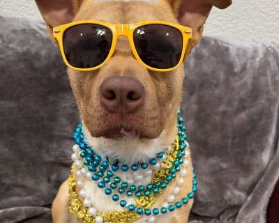 Alfie loves Dogs and Toys! - Pit Bull Terrier & Labrador Retriever Mix Male Dog for Adoption