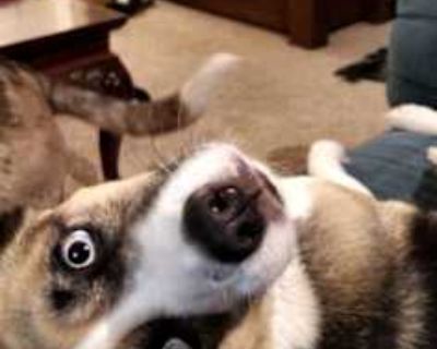 Luna - Border Collie Female Dog for Adoption