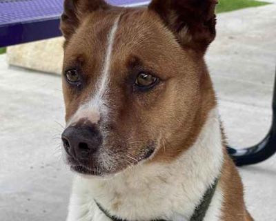 Diesel - Labrador Retriever/Setter (Unknown Type) Mix Male Dog for Adoption