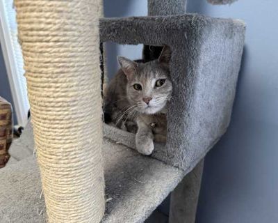 Shay - American Wirehair Female Cat for Adoption