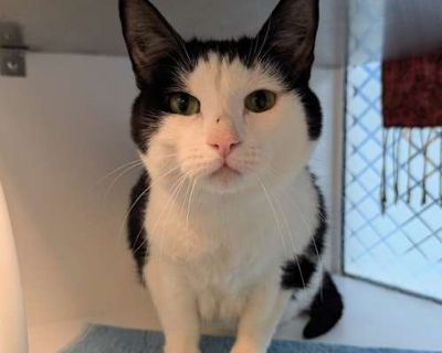 What my friends at ACC say about me:. Spayed / Neutered. Breed Domestic Shorthair Color Age Adult Sex Male Pet ID 135803 Hair Length