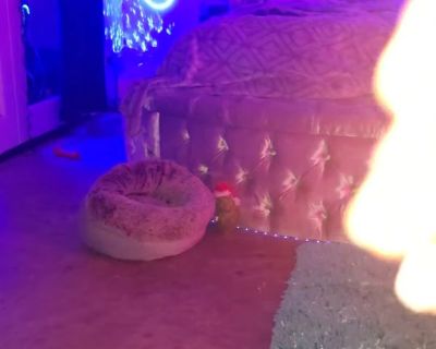 2 bed 2 bath very spacious loft style townhouse with atrium... tiny maltese is super friendly!!! Please be aware I come and go all hours of day and night. However I'm totally respectful of your sleep schedule & personally don't have many visitors over for long periods of time.. 2 Bedroom. 2 Bathroom