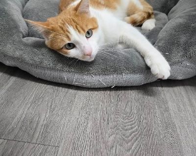 Houdini - Domestic Short Hair Mix Male Cat for Adoption