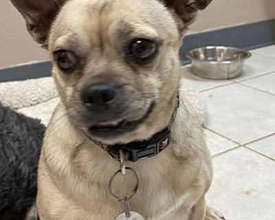 Dixie - Pug/Chihuahua Mix Female Dog for Adoption