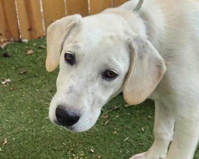 Meet Bo - Big Heart, Soft Soul, and Ready for Love! Bo is a 4-month-old Lab/Great Pyrenees mix - or at least that's our best guess based on his adorable looks and gentle personality! Since he was found as a stray, we can't guarantee his breed, but we can guarantee he's going to be a big, lovable boy with a heart to match. He might be a little shy at first, but once Bo feels safe, he's all cuddl...