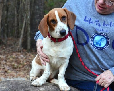 Missy - Basset Hound Mix Female Dog for Adoption