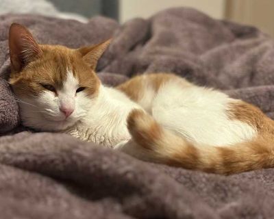 Dorito - American Shorthair Male Cat for Adoption