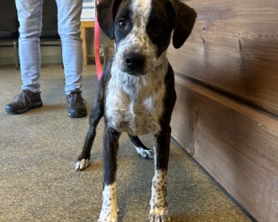 JD - Australian Cattle Dog / Blue Heeler & Corgi Mix Male Puppy for Adoption
